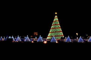 Illuminated Christmas tree lights at night with 50 small trees representing each state at National Mall in Washington D.C. in 2014